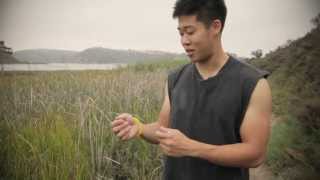 Superband Insect Repelling Wristband Review [upl. by Onil]