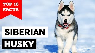 Siberian Husky  Top 10 Facts [upl. by Aicelf803]