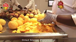 Processing Dried Mango [upl. by Codee863]