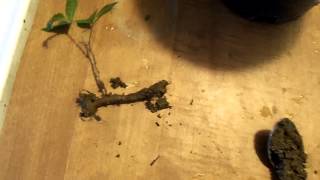 growing aspen from root cuttings [upl. by Miyasawa]