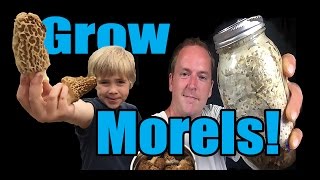 How to Grow Morel Mushrooms At HOME [upl. by Dier]