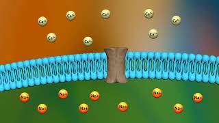 Mechanism of action of digoxin [upl. by Reginnej498]