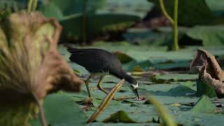 Waterhen Tears at Fish while Being Hounded [upl. by Yirinec655]