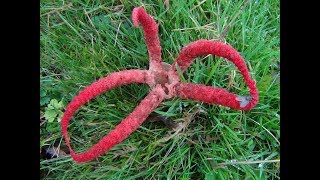 The Octopus Stinkhorn Clathrus archeri [upl. by Fianna]