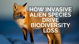 Invasive Alien Species Threaten Biodiversity [upl. by Airyt664]