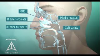 Tour of the Nasal Passage  3D animation [upl. by Tema]