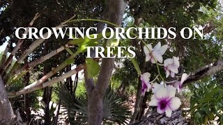 How to grow orchids on outside trees [upl. by Gabriellia]