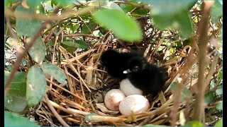 Breasted Waterhen Bird Family Baby Follow Their Mother on the nest for food [upl. by Katrina]