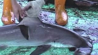 Over 73 Million Sharks Killed Every Year for Fins [upl. by Helgeson]