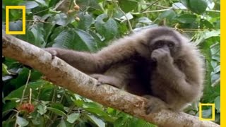 The Swinging Gibbon  National Geographic [upl. by Hearsh539]