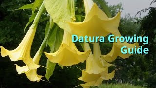 Datura Growing Guide [upl. by Merat315]