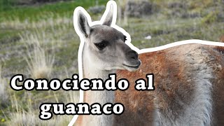 Conociendo al guanaco [upl. by Abita920]