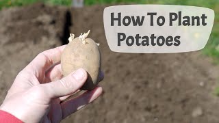 How To Plant Potatoes Planting Potatoes On A UK Allotment [upl. by Ikoek]