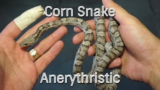 Corn Snake Morphs  Anerythristic [upl. by Ialda]