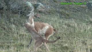 Puma cazando a un guanaco  Torres del Paine [upl. by Atiuqat]