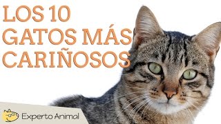 Los 10 gatos más cariñosos [upl. by Suoinuj]