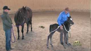 Foal Handling with Monty Roberts [upl. by Nnanaej]