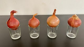 Grow Onion in Water  Indoor Gardening [upl. by Tennaj]