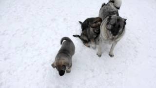 Norwegian Elkhound Pups at 7 Weeks [upl. by Atcliffe374]