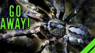 Fringed Ornamental Tarantula Poecilotheria ornata Care [upl. by Weinman169]