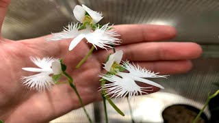 Egret Orchids In Full Bloom [upl. by Fromma]