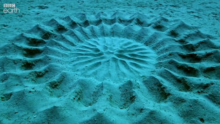 Pufferfish Love Explains Mysterious Underwater Circles [upl. by Romanas621]