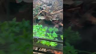 Caiman Lizards Enclosure [upl. by Fullerton]