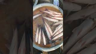 Tilapia fish in bangladesh s fishing fishshorts [upl. by Aric]