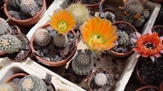 Echinocereus 2017 [upl. by Radec739]