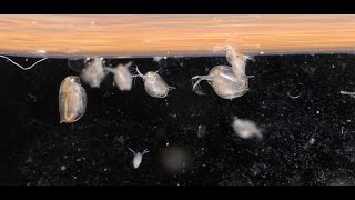 Culturing DaphniaTuesday Tip [upl. by Wivestad]