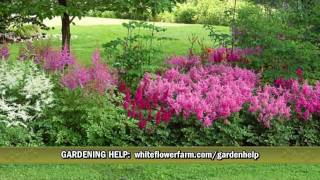 Cornerstone Astilbe Collection from White Flower Farm [upl. by Cusick]