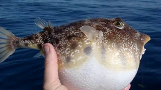 Pufferfish Puffed [upl. by Ferrel]