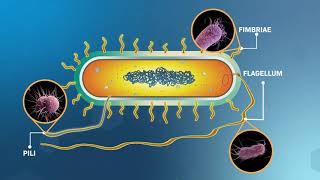 Structure and Replication of Bacterial Cells [upl. by Noeht484]