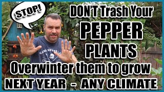 Overwintering Peppers  Grow This Years Peppers again NEXT YEAR [upl. by Nolak]