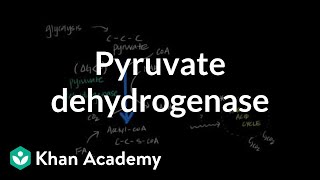 Regulation of Pyruvate Dehydrogenase [upl. by Ahsiadal918]