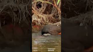 Whitebreasted waterhen with Bath [upl. by Jaela88]