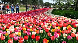 Tulips in Spring  Keukenhof garden Netherlands [upl. by Northrop181]