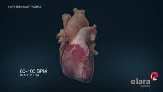 Heart in 3D Animation How the Heart Works [upl. by Zullo]