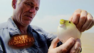 Handling a Deadly Pufferfish  PUFFERFISH  River Monsters [upl. by Neerehs232]