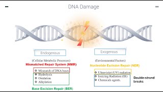 DNA Repair Mechanisms Part 1 [upl. by Gaspar]