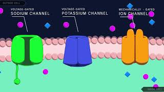 Action Potential in the Neuron [upl. by Haidabez]