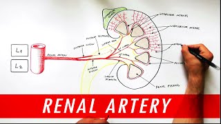 Anatomy tutorial  Renal Artery Branches [upl. by Johnathon]