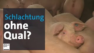 Bauer mit eigenem Schlachthof Sterben Schweine und Rinder hier ohne Qualen  BR24 [upl. by Elijah]