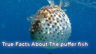 True Facts About The puffer fish [upl. by Amlet]