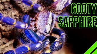 How To Keep the Gooty Sapphire Ornamental Poecilotheria metallica [upl. by Nethsa]