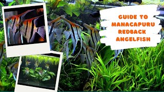 Guide to Manacapuru Angelfish [upl. by Hoon]