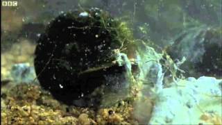 Deformed Frog Parasite Life Cycle  BBC Nature [upl. by Young68]