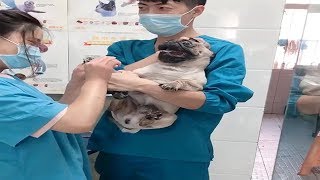 Dramatic Pug Dog Scream at Vet while Getting Nails Clipped [upl. by Valry]