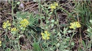 Gardening From Seeds  How to Plant Alyssum From Seeds [upl. by Carmelo]