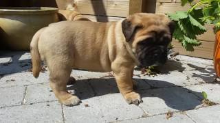 Bullmastiff puppies 5 weeks old [upl. by Louth]